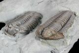 Bargain, Two Flexicalymene Trilobites - Ohio #74720-2